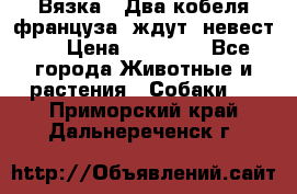  Вязка ! Два кобеля француза ,ждут  невест.. › Цена ­ 11 000 - Все города Животные и растения » Собаки   . Приморский край,Дальнереченск г.